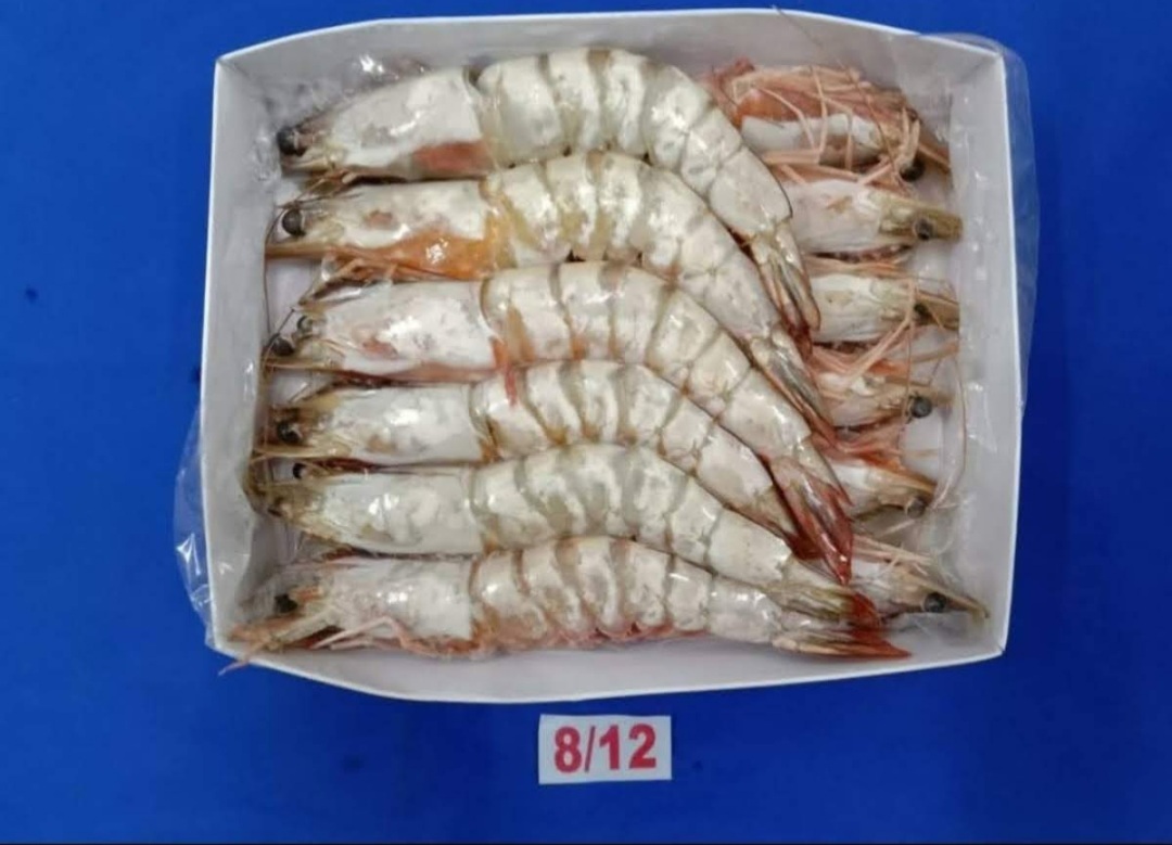 Shrimp Collection